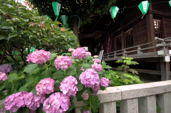 白山神社 文京あじさいまつり