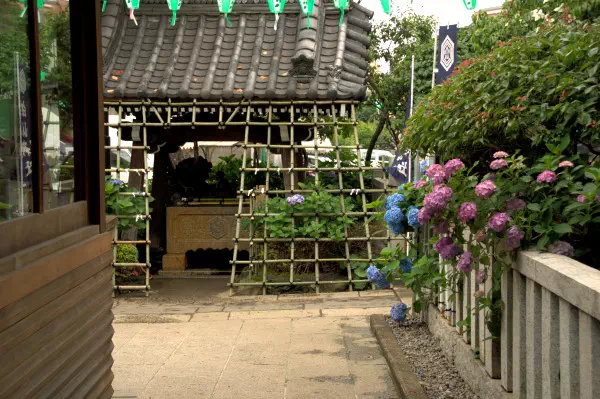 白山神社 文京あじさいまつり