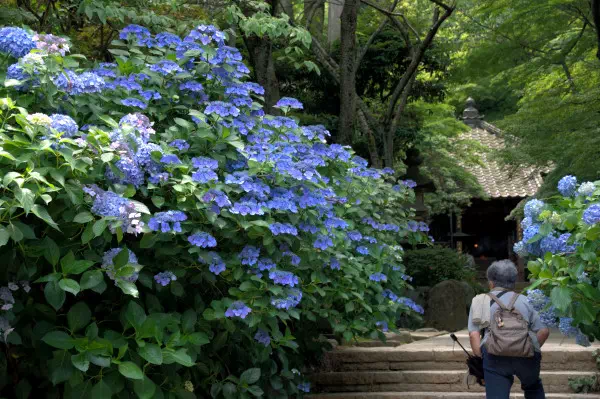高幡不動 あじさいまつり