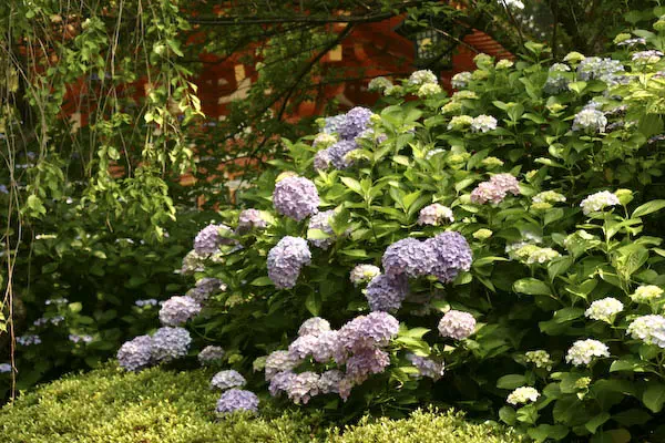 高幡不動 あじさいまつり