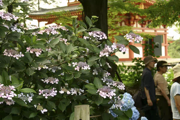 高幡不動 あじさいまつり