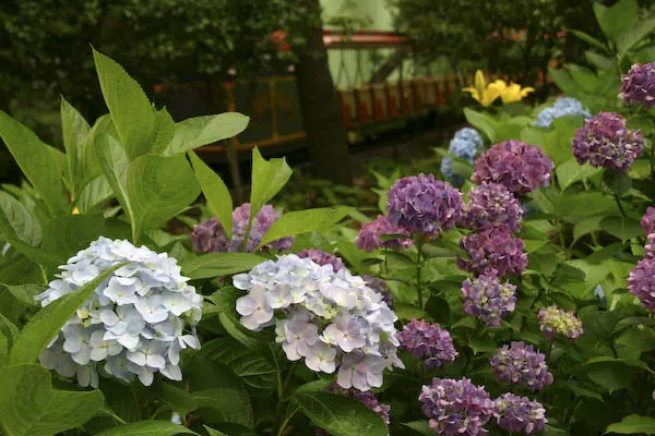 としまえんのあじさい祭り