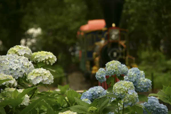としまえんのあじさい祭り