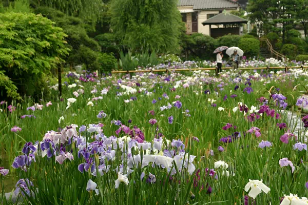 堀切菖蒲園 花菖蒲