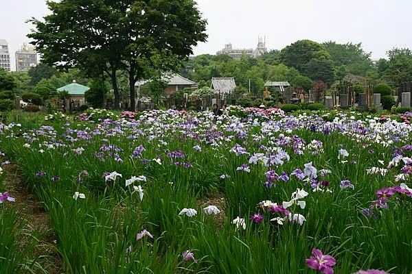 堀之内妙法寺の菖蒲