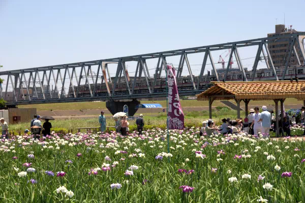 小岩菖蒲園で花菖蒲が見頃に