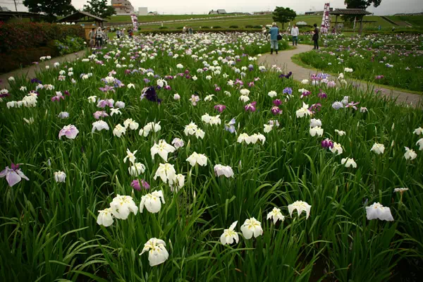 小岩菖蒲園で花菖蒲が見頃に