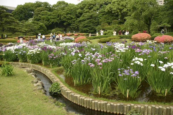 皇居東御苑の菖蒲
