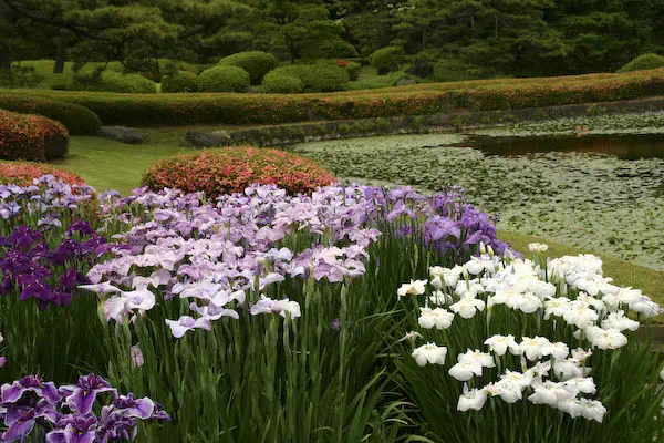 皇居東御苑の菖蒲