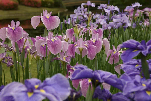 皇居東御苑の菖蒲