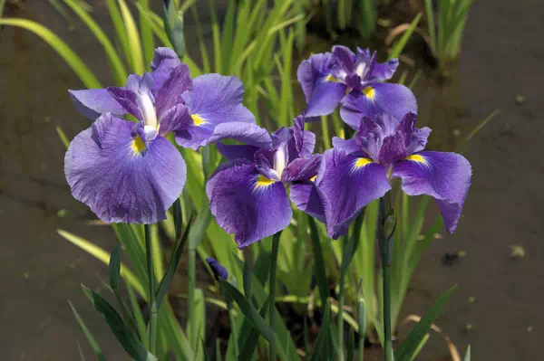 小石川後楽園 菖蒲田 花菖蒲が満開に