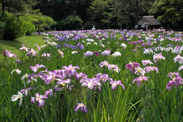 小石川後楽園 菖蒲田 花菖蒲が満開に