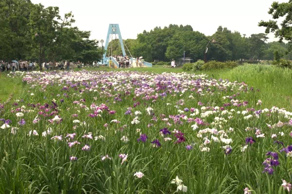 水元公園 葛飾菖蒲まつり