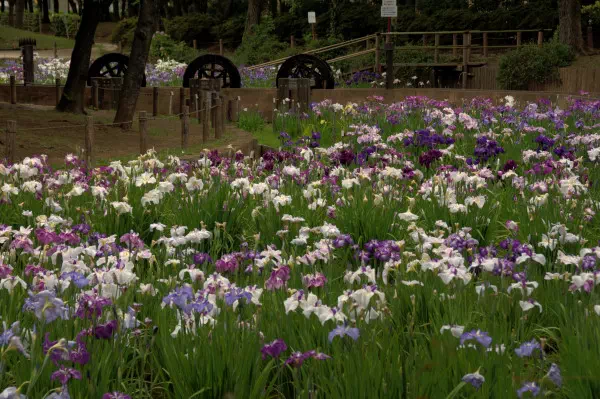 しょうぶ沼公園の花菖蒲