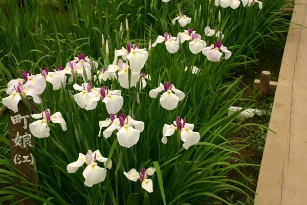 しょうぶ沼公園の花菖蒲