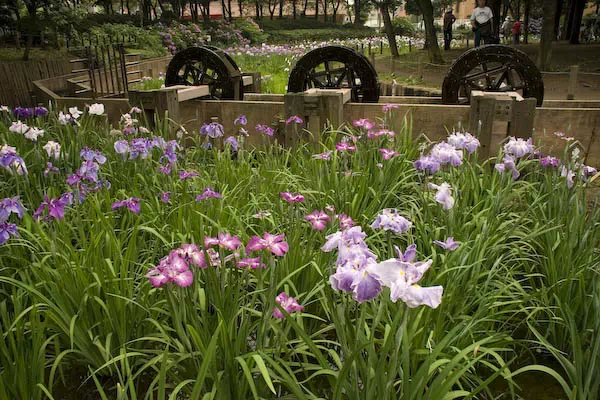 しょうぶ沼公園の花菖蒲