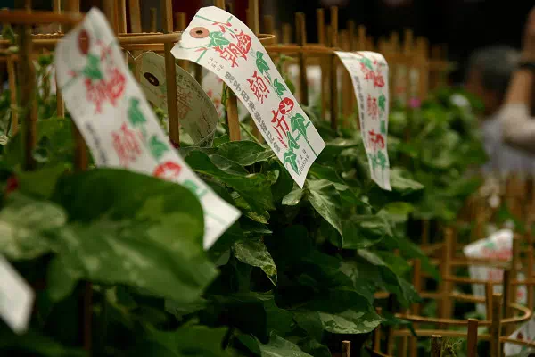 入谷朝顔まつり 朝顔市
