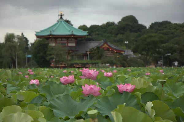 不忍池で蓮の花が見頃に