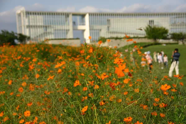 葛西臨海公園 コスモス