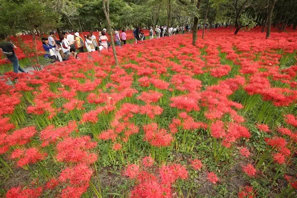 巾着田の曼珠沙華まつり