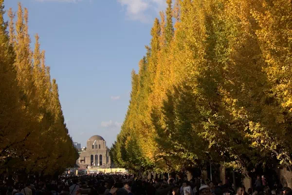 神宮外苑 いちょう祭り