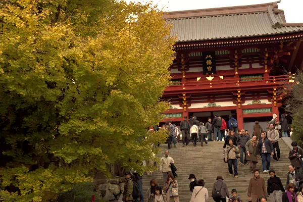 鎌倉で紅葉が見頃に