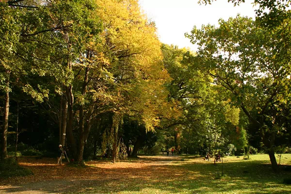 小石川植物園 紅葉が見頃に