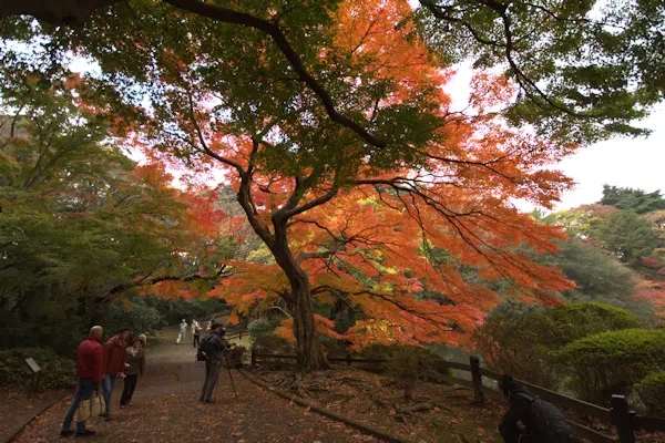 新宿御苑の紅葉が見頃に