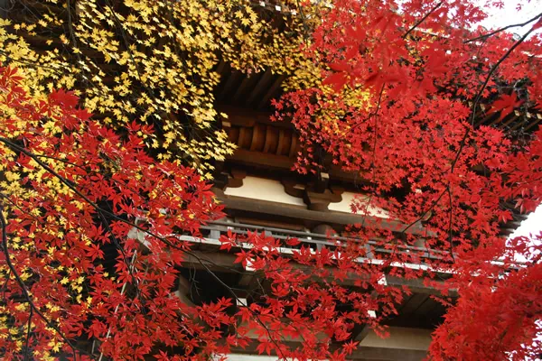 高幡不動の紅葉と もみじまつり