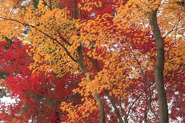 高幡不動の紅葉と もみじまつり