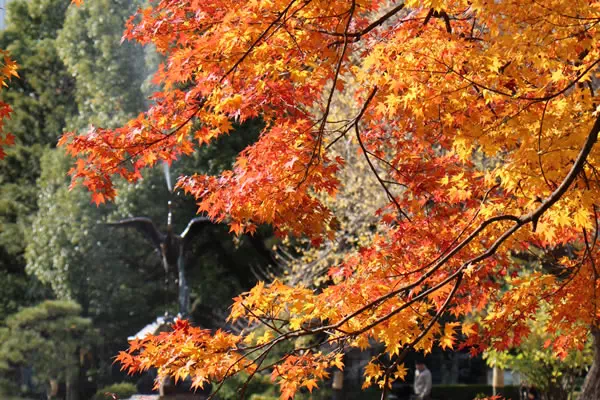 日比谷公園 イチョウとモミジの紅葉