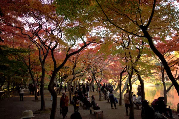 小石川後楽園 紅葉まつり